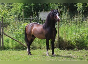 Galés-A, Semental, 4 años, 115 cm, Castaño oscuro