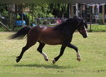 Galés-A, Semental, 4 años, 115 cm, Castaño oscuro