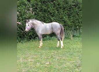 Galés-A, Semental, 4 años, 115 cm, Musgo