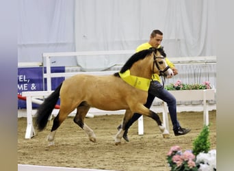 Galés-A, Semental, 4 años, 122 cm, Buckskin/Bayo