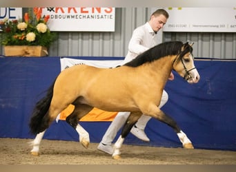 Galés-A, Semental, 4 años, 122 cm, Buckskin/Bayo