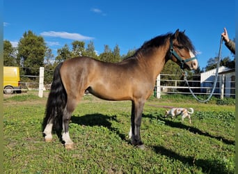 Galés-A, Semental, 5 años, 120 cm, Castaño