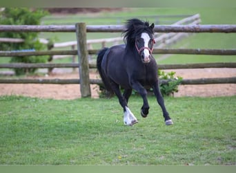 Galés-A, Semental, 7 años, 115 cm, Negro