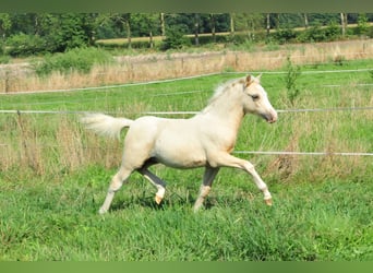 Galés-A, Semental, Potro (04/2026), 120 cm, Palomino
