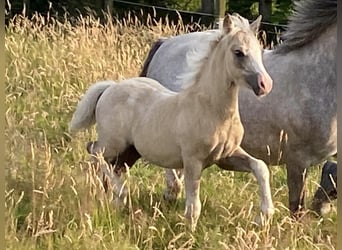 Galés-A, Semental, Potro (04/2024), 120 cm, Palomino