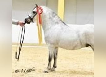 Galés-A, Semental, , 122 cm, Tordo