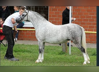 Galés-A, Semental, , 122 cm, Tordo