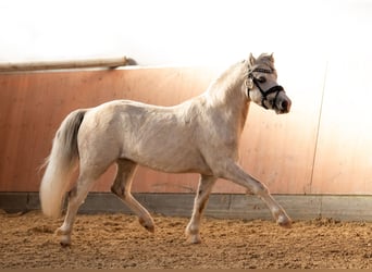 Galés-A, Semental, 5 años, 120 cm, Tordo
