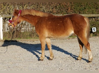 Galés-A, Yegua, 10 años, 115 cm, Alazán