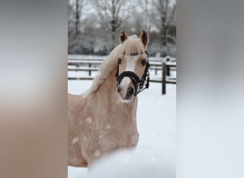 Galés-A, Yegua, 10 años, 116 cm, Palomino