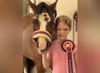 Galés-A, Yegua, 10 años, 122 cm, Castaño