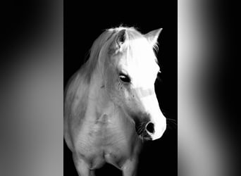 Galés-A, Yegua, 12 años, 120 cm, Tordo