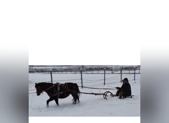 Galés-A, Yegua, 14 años, 120 cm, Negro