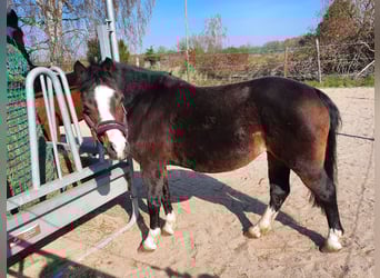 Galés-A, Yegua, 14 años, 128 cm, Castaño oscuro