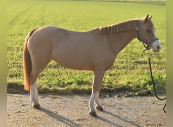 Galés-A Mestizo, Yegua, 15 años, 116 cm, Alazán rojizo