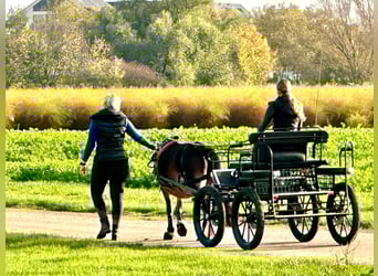 Galés-A, Yegua, 15 años, 118 cm, Castaño