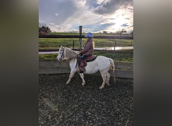 Galés-A Mestizo, Yegua, 16 años, 114 cm, Tordo picazo