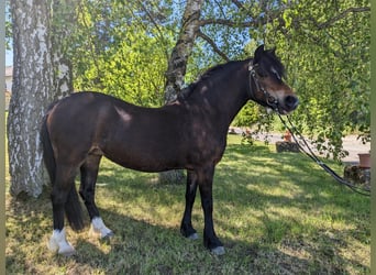 Galés-A, Yegua, 17 años, 120 cm, Alazán
