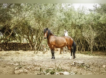 Galés-A, Yegua, 17 años, 125 cm, Castaño
