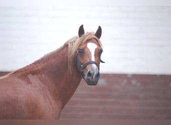 Galés-A Mestizo, Yegua, 17 años, 128 cm, Alazán