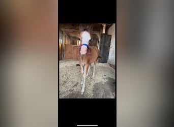 Galés-A, Yegua, 1 año, 109 cm, Castaño