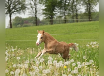 Galés-A, Yegua, 1 año, 120 cm, Palomino