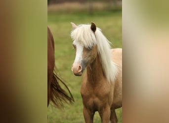 Galés-A, Yegua, 1 año, 120 cm, Palomino