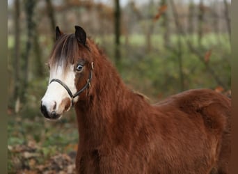 Galés-A, Yegua, 1 año, 121 cm, Castaño