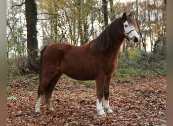 Galés-A, Yegua, 1 año, 121 cm, Castaño