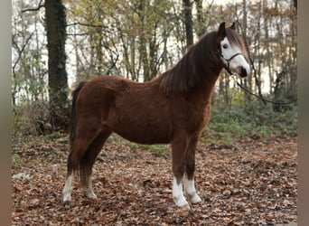 Galés-A, Yegua, 1 año, 121 cm, Castaño