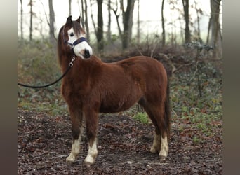 Galés-A, Yegua, 1 año, 121 cm, Castaño