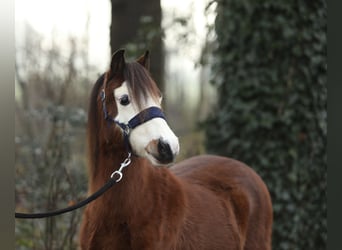 Galés-A, Yegua, 1 año, 121 cm, Castaño