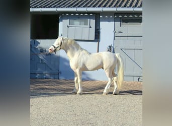 Galés-A, Yegua, 1 año, Cremello