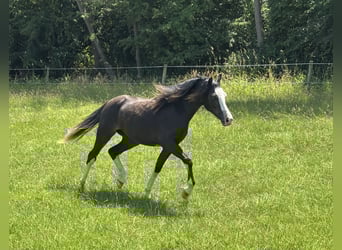Galés-A, Yegua, 1 año, Negro