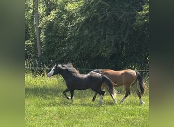 Galés-A, Yegua, 1 año, Negro