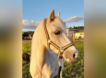 Galés-A, Yegua, 20 años, 115 cm, Palomino
