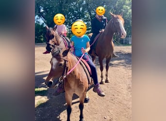 Galés-A, Yegua, 22 años, 114 cm, Castaño-ruano