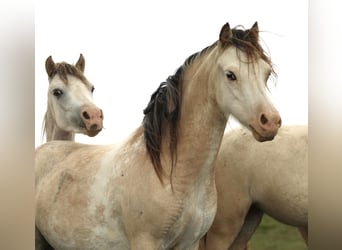 Galés-A, Yegua, 2 años, 118 cm, Buckskin/Bayo