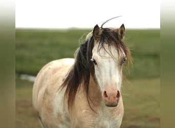 Galés-A, Yegua, 2 años, 118 cm, Buckskin/Bayo