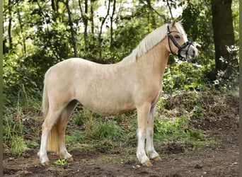 Galés-A, Yegua, 2 años, 118 cm, Palomino