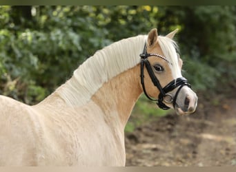 Galés-A, Yegua, 2 años, 118 cm, Palomino