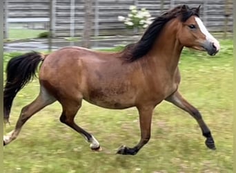 Galés-A, Yegua, 2 años, 119 cm, Castaño claro