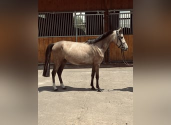 Galés-A Mestizo, Yegua, 2 años, 125 cm, Buckskin/Bayo