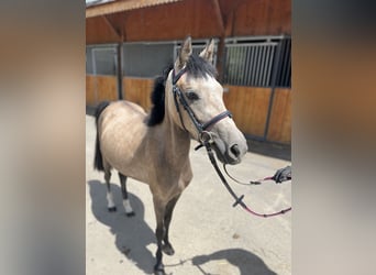 Galés-A Mestizo, Yegua, 2 años, 125 cm, Buckskin/Bayo