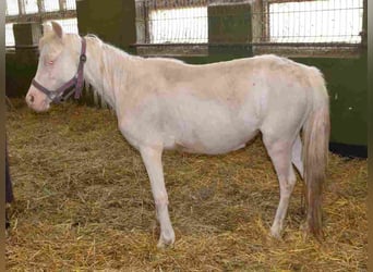Galés-A, Yegua, 2 años, Cremello