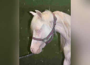 Galés-A, Yegua, 2 años, Cremello