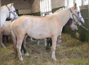 Galés-A, Yegua, 2 años, Palomino