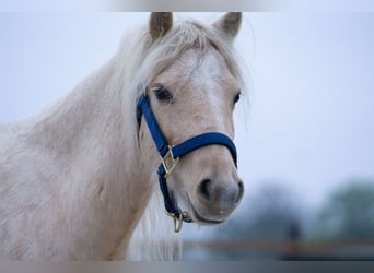 Galés-A, Yegua, 3 años, 115 cm, Palomino