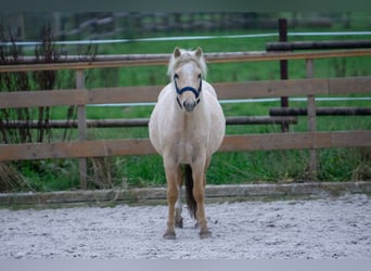 Galés-A, Yegua, 3 años, 115 cm, Palomino