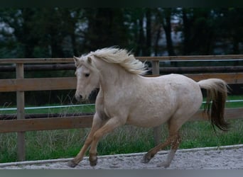 Galés-A, Yegua, 3 años, 115 cm, Palomino